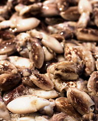 Image showing Fresh Raw Cuttlefish