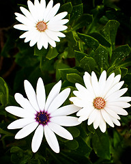 Image showing Garden Daisy Flowers