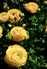 Image showing Yellow Ranunculus Flowers