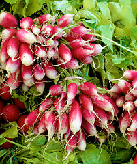 Image showing Bundle of Radish Fox