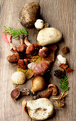 Image showing Forest Mushrooms Arrangement