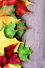 Image showing Vertical Frame of Colorful Leafs