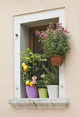 Image showing Mediterranean Window Flowers