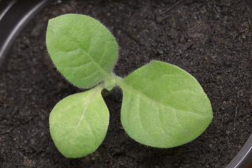 Image showing Small Tobacco Seedlings