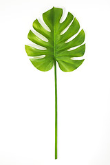 Image showing Beautiful green Monstera leaf on white background