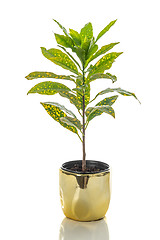 Image showing Gold Dust Croton plant in a golden pot