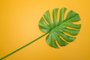 Image showing Beautiful green Monstera leaf on yellow background