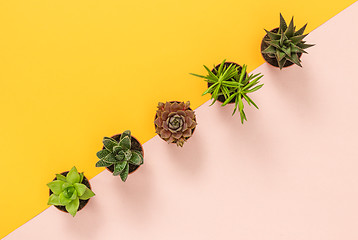 Image showing Succulent plants on yellow and pink background