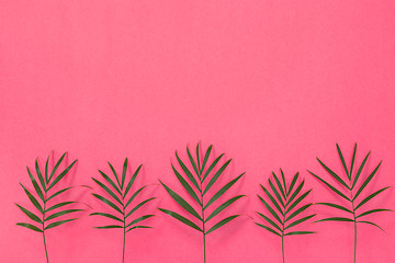 Image showing Green palm leaves on bright pink background