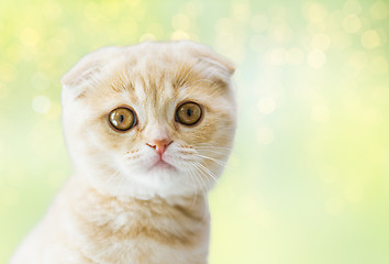 Image showing close up of scottish fold kitten