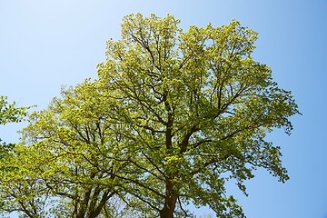 Image showing Spring Green Trees