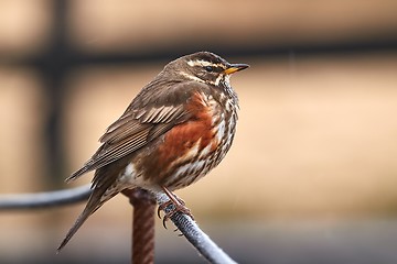 Image showing Redwing sitiin on a wire