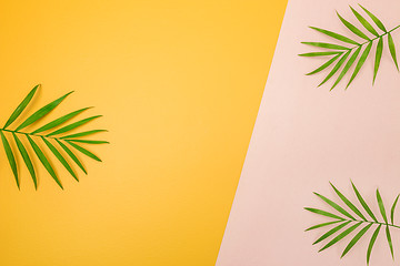 Image showing Palm tree leaves on pink and yellow background
