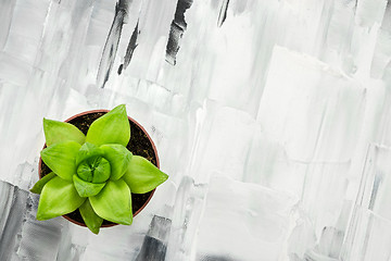 Image showing Green succulent plant on abstract painted background