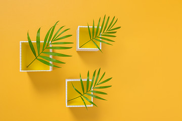 Image showing Palm leaves in white boxes on yellow background