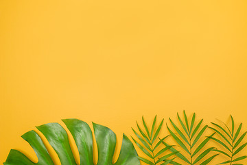 Image showing Palm tree leaves on vibrant yellow background
