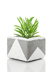 Image showing Succulent plant in a handmade concrete planter