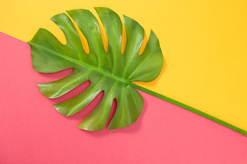 Image showing Monstera palm leaf on pink and yellow background