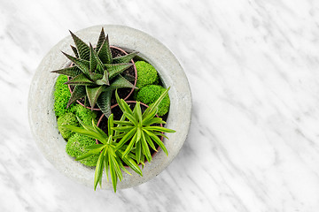 Image showing Succulent plants in concrete planter on marble background