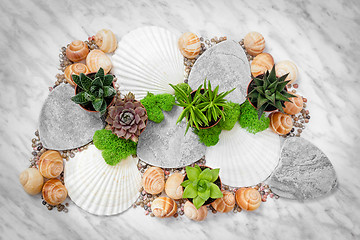 Image showing Home decor with succulent plants and seashells