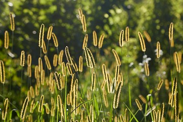 Image showing Meadow with backlit green plants