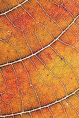 Image showing Autumn leaf texture