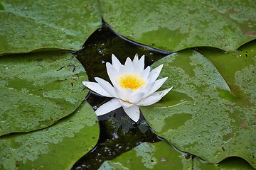 Image showing White Water Lily