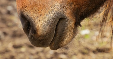 Image showing Icelandic horse nose closeup