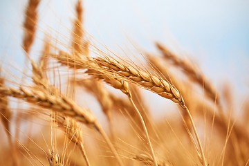 Image showing Wheat field detail