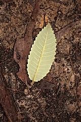 Image showing Leaf on the ground