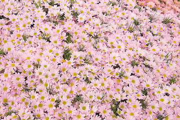 Image showing Pink Daisies