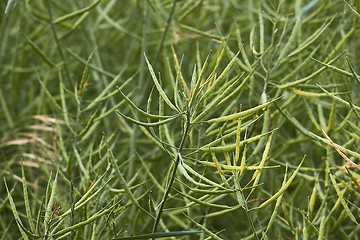 Image showing Rapeseed plant closeup