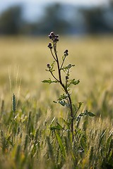 Image showing Weed plant growing