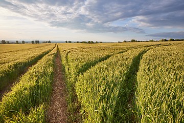 Image showing Agricultural field in summer sunlight