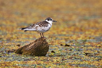 Image showing Bird at a lake