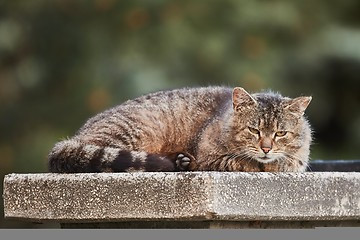 Image showing Cat being lazy