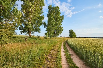 Image showing Green Field with Trees