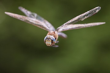 Image showing Dragonfly in flight