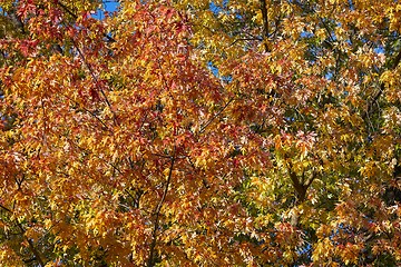 Image showing Autumn tree leaves
