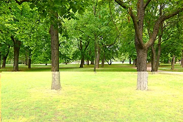 Image showing Green trees in a park