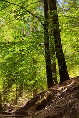 Image showing Forest walking route