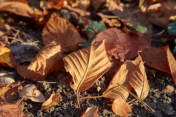 Image showing Fallen autumn leaves