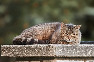 Image showing Cat being lazy