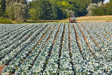 Image showing Agricultural cabbage field