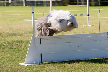 Image showing A Sheepdog Jumping A Barrier