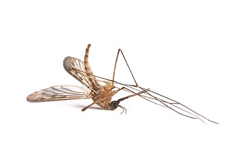 Image showing Mosquito dead on white surface