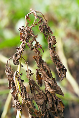 Image showing green and orange potato tops