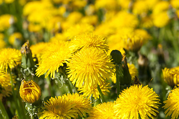 Image showing yellow dandelions in spring