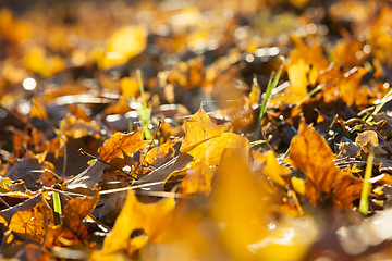 Image showing yellowed maple leaves