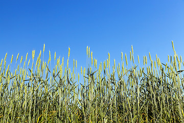 Image showing immature green grass